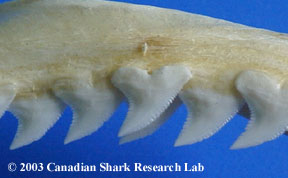 Blue shark teeth, upper set.
