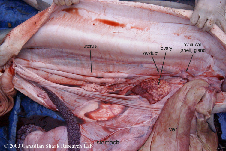 Internal organs of a female Blue Shark.