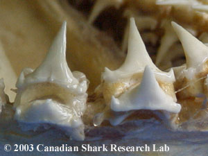 Lateral denticles in porbeagle teeth are not found in the teeth of a mako