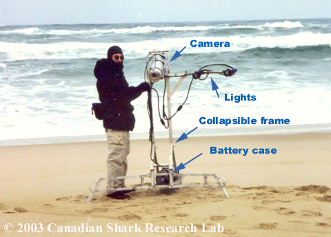 A shark camera