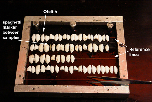 Otoliths positioned on reference lines in an embedding tray whose base coat of epoxy has been poured.