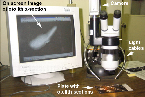 Inexpensive image analysis system used for reading mass-embedded otolith sections