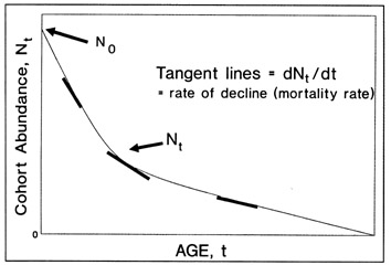 FIG. 13. Theoretical representation of cohort abundance over its lifetime. The three bold tangent lines illustrate the decline in the slope, the absolute mortality rate at time t, as the fish age. In this model, Z (the instantaneous mortality rate) is constant, although this need not be the case.