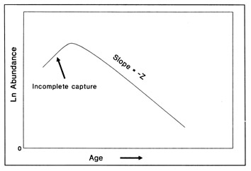 Simplified representation of a catch curve. Estimated abundance is transformed to a logarithm. Incomplete capture of the youngest fish produces an ascending limb on the left-hand side of the graph. The right-hand side alone is used in mortality estimation.