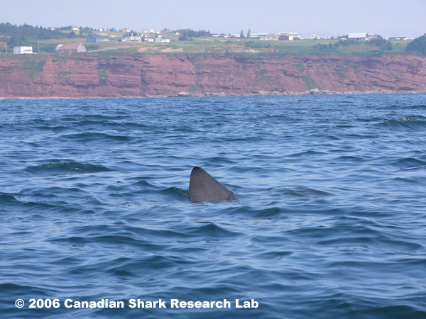 Photo of basking shark near Percé, Quebec. Photo courtesy of André and Joel Berthelot