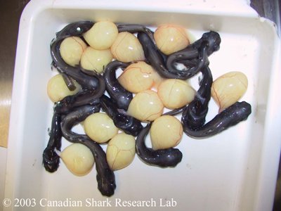 Black dogfish embryos