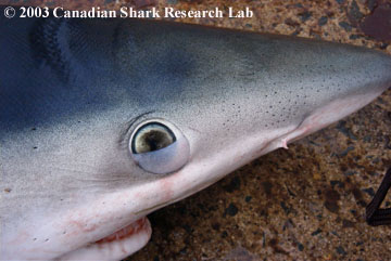 The nictitating membrane can be seen on this example of a blue shark