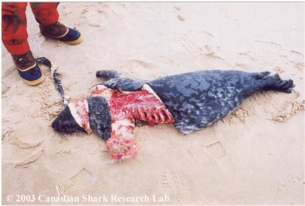 A common shark kill (grey seal).