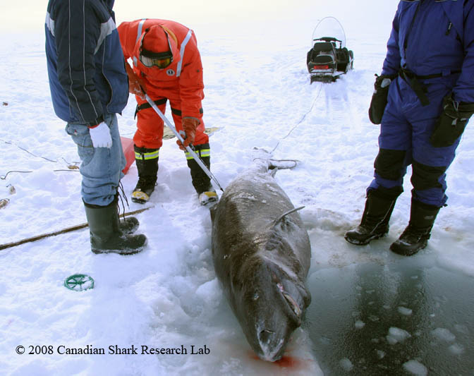 Attaching a satellite tag to a Greenland shark. The fishing hole cut through the ice is visible to the right of the shark.