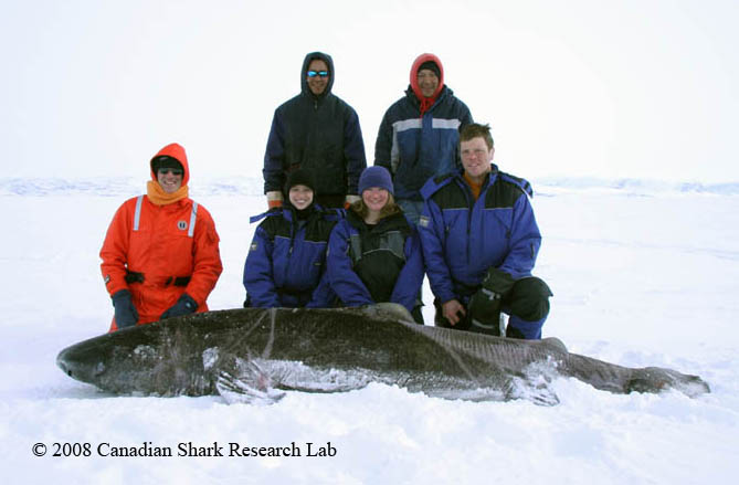 Expedition members pose with a live Greenland shark before releasing it with a satellite tag