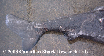 The tail of the Greenland shark. Notice the two pelvic fins present and the absence of an anal fin between the pelvic and the caudal fins.