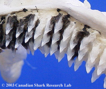 The upper teeth of the Greenland shark