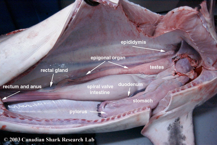 Photo showing the epididymis, epigonal organ, testes, duodenum, stomach, pylorus, spiral valve intestine, rectal gland, rectum, and anus of an adult male Porbeagle shark