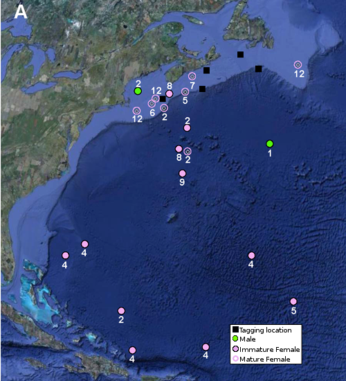 Map showing tagging and popup locations for 21 porbeagles tagged off the eastern coast of Canada. Male and immature female sharks stayed north of latitude 37°N, while all mature females migrated to the Sargasso Sea by April. Month of popup indicated by number.