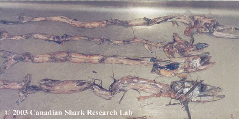 Stomach contents of a fish-eating porbeagle shark.