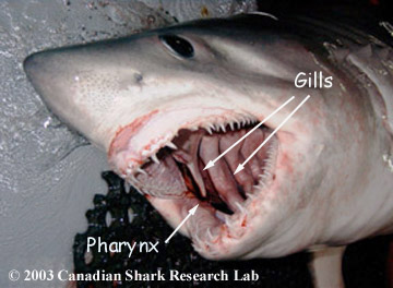Gills of a porbeagle shark seen from the inside of the mouth