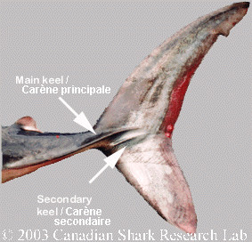 Primary and secondary keels on porbeagle tail distinguish it from a mako, which lacks the secondary keel