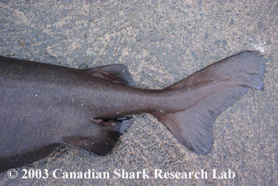 Note that there is no anal fin present as seen in some other shark species.
