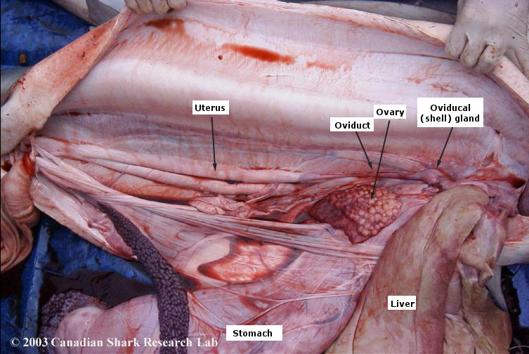 Internal anatomy of a mature female blue shark.