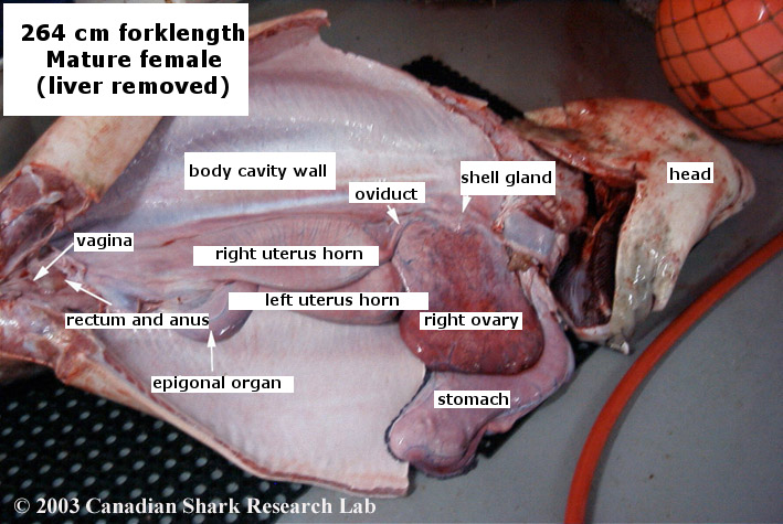 Internal anatomy of a mature female porbeagle shark.