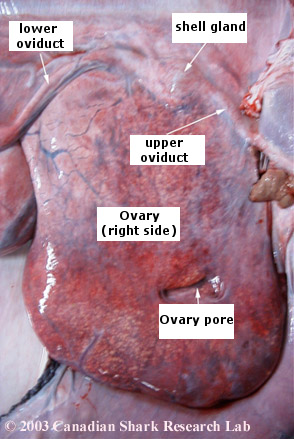 A close up view of the right ovary of a porbeagle