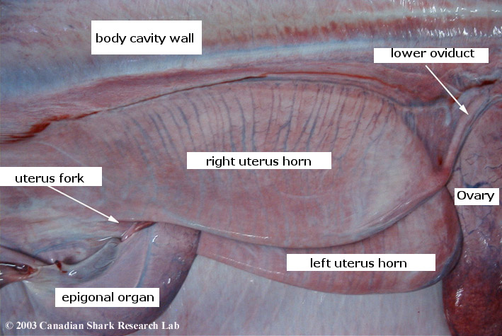 A close up view of the uterus of a porbeagle.