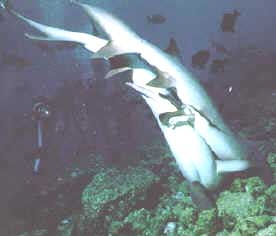 Photo modified from Sharks, Editor John D. Stevens. 1987. Facts on File Inc. New York, NY.