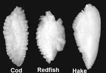 Otoliths from cod, redfish, and hake.