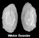 Otoliths from a winter flounder.