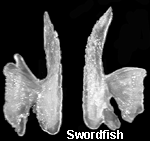 Otoliths from a swordfish.