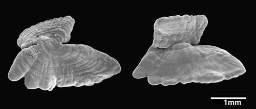Morphology of a typical asteriscus (from a cod) evident in top and bottom views with SEM.
