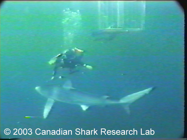 Frame from video footage showing blue shark swimming past scuba diver. A shark cage is visible in the background. Photo courtesy of Chris Jensen