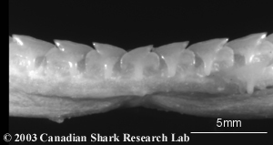 Upper and lower teeth from a spiny dogfish. Note the strong oblique shape.