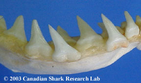 Blue shark teeth, lower set.