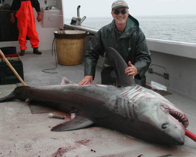An archival satellite popup tag attached to a live mature porbeagle shark.