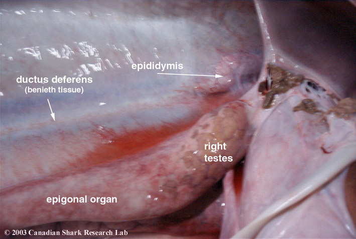 A close up view of the right testes of a porbeagle.