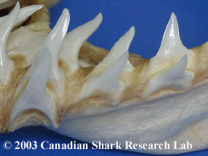 Figure 1 : The teeth of a Mako shark.