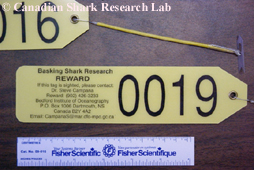 An example of the dart tag used for tagging basking sharks