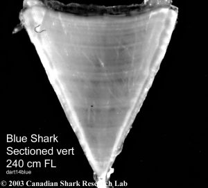 Figure 1 : Sectioned Blue Shark vertebrae