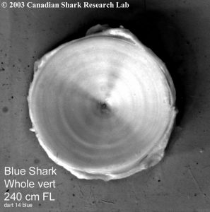 Whole Blue Shark vertebrae