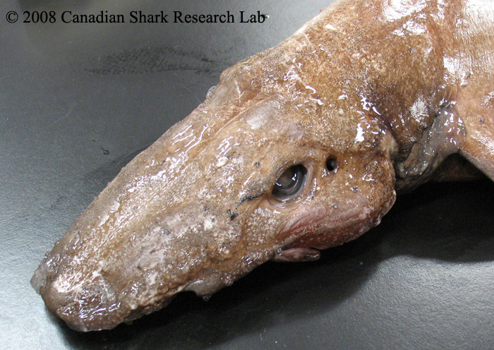 Deepsea Cat Shark Head