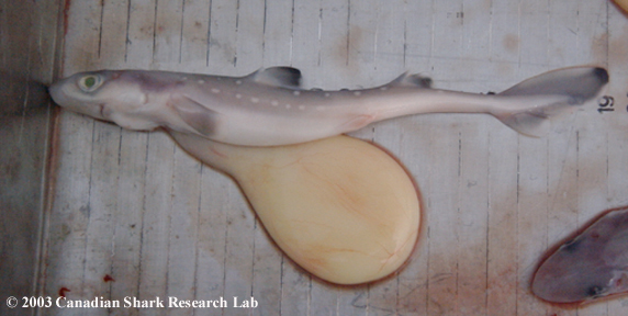 Spiny dogfish embryo (19 cm TL)