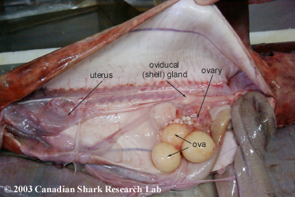 Female dogfish, oviducal (shell) gland, ova and uterus