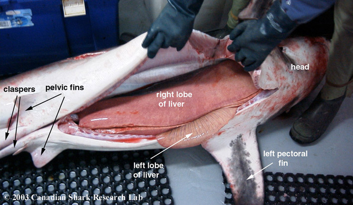 Photo showing the liver of an adult male Porbeagle shark