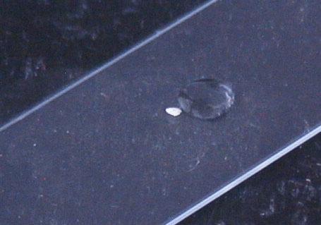 To mount the otolith in Krazy Glue, put a drop of glue beside, but not touching the otolith, in the centre of a microscope slide.