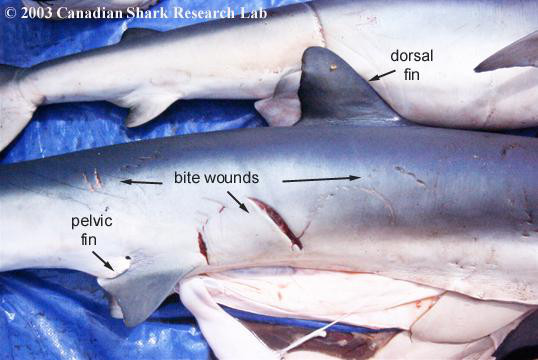 Mating scars on a female blue shark