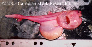 Porbeagle embryo. Note the yolk stomach which looks like a distended belly under the embryo.