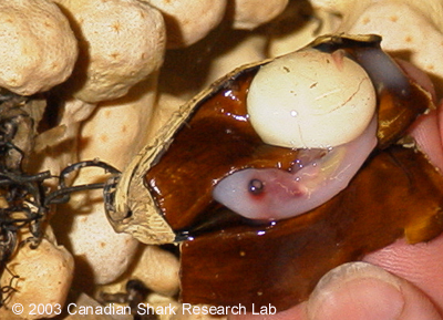 A deepsea cat shark embryo within the egg case. Notice the large yolk sac which nourishes it while developing inside the egg case.