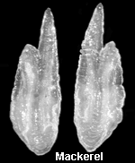 Otoliths from a mackerel.