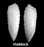 Otoliths from a haddock.